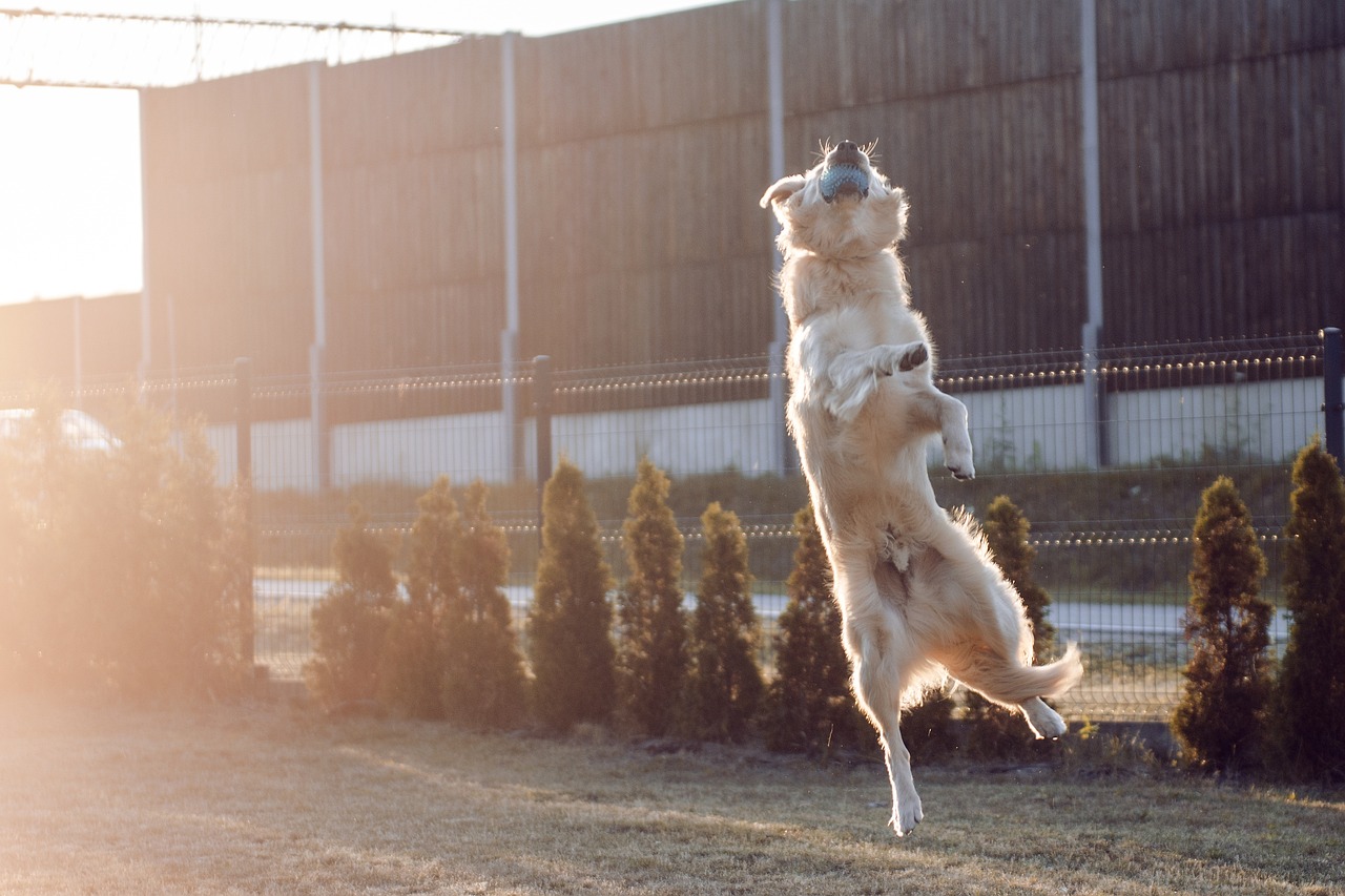 北京最新禁养犬政策解读与探讨，理解与探讨的重要性