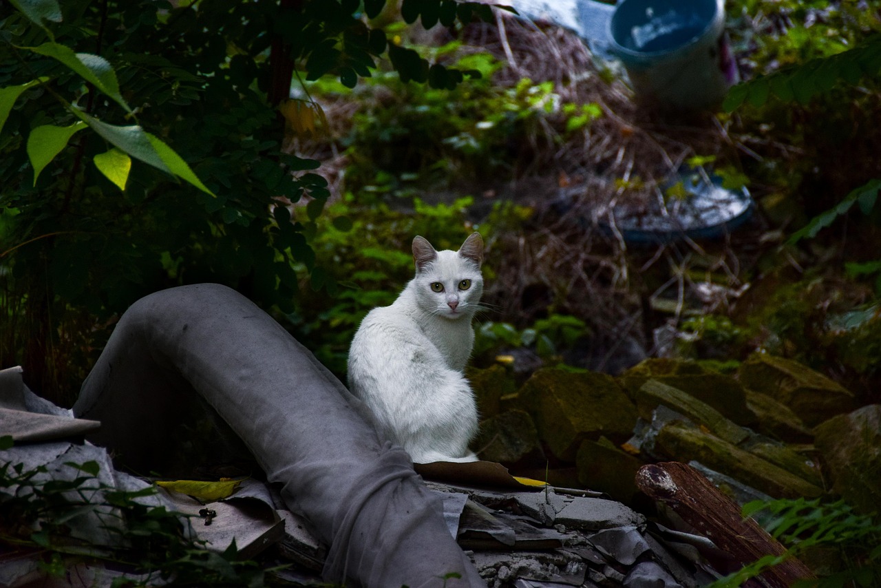 喵咪社区最新版，猫咪爱好者的全新互动平台